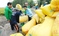 Chính phủ chỉ đạo đẩy mạnh thu mua, giá lúa gạo đang tăng