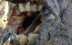 Phát hiện “con lươn” kì quái có hàm răng giống người