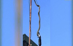 Video trăn treo cổ “tử hình” chim khổng lồ trên ăng ten