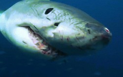 Giây phút kinh hoàng khi cá mập trắng dài 5m nhe răng tấn công thợ lặn