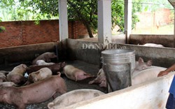 Người chăn nuôi Đồng Nai "quay cuồng” chống dịch tả heo châu Phi