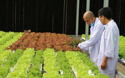 Ngỡ ngàng với vườn rau siêu sạch giữa lòng Sài Gòn chuẩn Global GAP