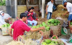 Đất cù lao sung túc nhờ mãng cầu xiêm, thu 20-30 triệu/công