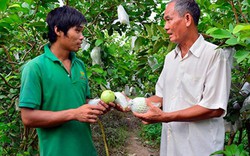 Kiên Giang: Thấy giống ổi lạ, mua về trồng, không ngờ lại bán chạy