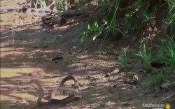 Video: Trận tử chiến ác liệt giữa cầy mangut và rắn mamba đen kịch độc