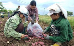 Đau xót: Nguy cơ bỏ thối, làm phân xanh hơn 600ha khoai lang Nhật