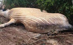 Vì sao xác cá voi dài 8 mét được tìm thấy trong rừng Brazil?
