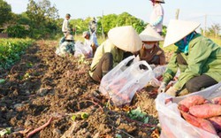 Nông dân Gia Lai "mắc kẹt" với khoai lang Nhật