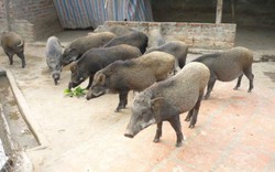 Đàn lợn rừng đầu tiên bị nhiễm dịch tả lợn châu Phi và bị tiêu hủy