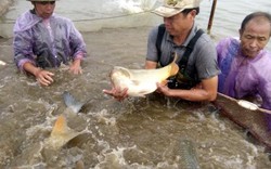 Cho cá chép lạ ở với cá trắm đen, đối mục, con nào cũng to bự