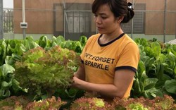 Chuyện lạ ở Thanh Hóa: Không cần đất, rau vẫn tốt ngời ngời