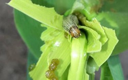 Ẩn họa loài sâu keo mùa Thu có thể đe dọa 80 loại cây trồng