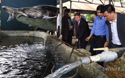 Trại cá "khổng lồ" Chủ tịch Hội NDVN thăm có gì đặc biệt?