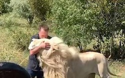 Du khách liều mạng đến gần đàn sư tử trắng để chụp ảnh