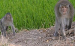 Khỉ hoang cắn người ở Sóc Trăng: Bắn chết con khỉ đực hung dữ