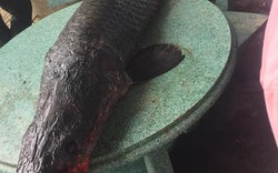 Hà Nội: Thực hư người dân bắt được cá hải tượng “khủng” trên sông Nhuệ