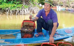 Cà Mau: Nuôi tôm tít trong lồng nhựa, 2 tháng sau bán 200 ngàn/con