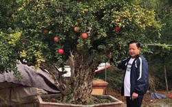 Điều gì khiến cây lựu được "hét" giá gần 1 tỷ đồng tại Bắc Ninh?