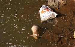 Lâm Đồng: Bùng phát dịch lở mồm long móng, lợn chết vứt đầy suối