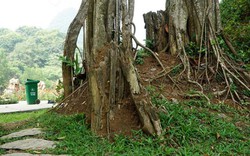 Bí ẩn xung quanh cụ đa nghìn năm "biết đi" quanh đền cổ ở Ninh Bình