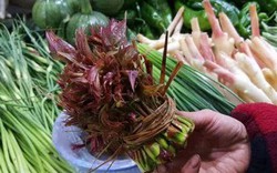 Loại rau đầy rẫy ở nông thôn nhưng vào siêu thị bán với giá hơn 400.000 đồng/nửa kg