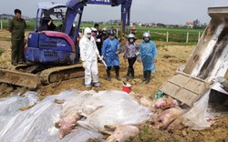 Dịch tả lợn châu Phi: Phí hỗ trợ thấp, nông dân sẽ bán "chạy" lợn