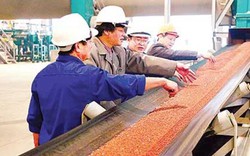 Supe Lâm Thao xuất khẩu 35.862 tấn phân bón