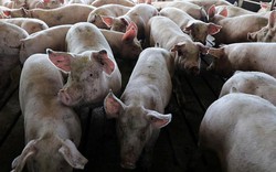 Giá heo hơi hôm nay 7/3: Bộ NN&PTNT dự báo gì về giá lợn hơi 2019?