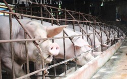 Hỗ trợ lợn bị dịch 80% giá thị trường: Nên chi tiền tươi, thóc thật