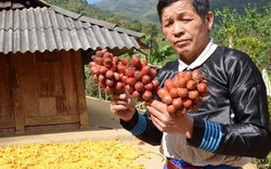 Làm giàu ở nông thôn: Đổi đời nhờ loài cây ra quả đỏ thơm lừng