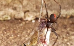 Rắn độc bị nhện cực độc "treo cổ" trên cao chết thảm