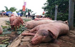 Tập đoàn Mavin chung tay kiểm soát, ngăn chặn Dịch tả lợn Châu Phi
