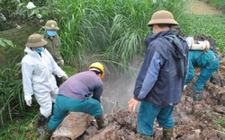 Hưng Yên lại bùng phát ổ dịch tả lợn châu Phi, ngay lập tức tiêu hủy