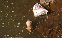Kinh hãi: Lợn chết bị vứt đầy suối ở Lâm Đồng, mới vớt được 100 con