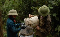 Nghệ An: Đi cạo nhựa thông, càng lên núi cao càng sợ sét đánh