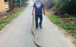 Malaysia: Bắt hổ mang chúa khổng lồ dài 4m bằng tay không, kéo lê trên đường