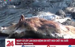 Clip: Lợn chết bị lén vứt xuống suối - nguy cơ bùng phát dịch bệnh