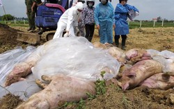 Bộ NN&PTNT đề nghị xử lý việc đưa tin thất thiệt về dịch tả lợn châu Phi