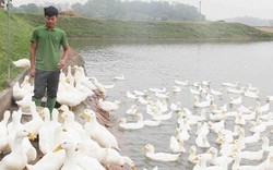 Phu thê dắt nhau ra đê như thể đổ nợ, hóa ra lại làm giàu