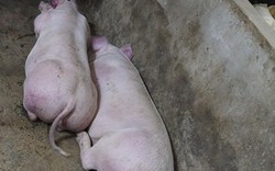 Ảnh: Lợn mắc dịch tả Châu Phi da nổi vết tím xanh, phải tiêu hủy