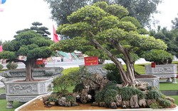 Đại gia Thái Nguyên mang cả vườn cây triệu đô đi triển lãm
