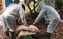 Tin mới: Có thêm tỉnh Bắc Kạn xuất hiện ổ dịch tả lợn châu Phi