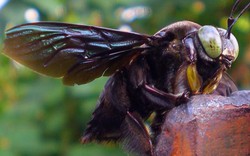 Tưởng như đã tuyệt chủng, loài ong lớn nhất thế giới "lộ diện" sau 38 năm mất tích