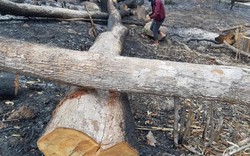 Gia Lai: Từng vạt rừng Mang Yang bị chặt, đốt để trơ trụi