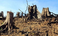 Kinh khủng: Mỗi năm mất gần 2.000 tỷ đồng do... chặt, phá rừng