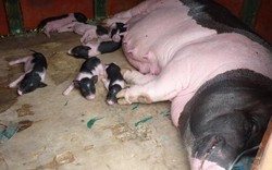 Người nuôi lợn đặc sản Móng Cái tự tin chống dịch tả lợn châu Phi