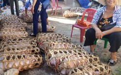 Lạng Sơn: Xuất hiện lợn chết bất thường, chưa rõ nguyên nhân