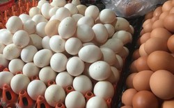 Giá trứng gà rẻ chưa từng thấy, đau xót lỗ gần 10 triệu đồng/ngày
