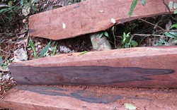 Hàng chục cây gỗ quý bị đốn hạ ở Vườn quốc gia Phong Nha