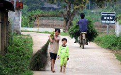 Lặn lội "hái lộc rừng", không mất công trồng, kiếm trăm ngàn/ngày